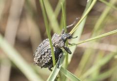 Brachycerus barbarus
