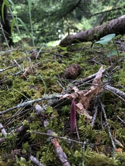 Corallorhiza striata