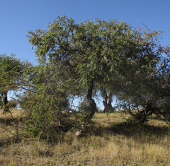 Ozoroa paniculosa