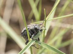 Brachycerus barbarus