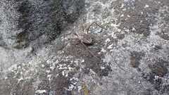 Phalangium opilio