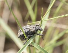 Brachycerus barbarus