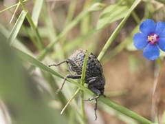 Brachycerus barbarus