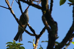 Hypsipetes borbonicus