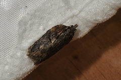 Acleris pulverosana