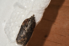 Acleris pulverosana