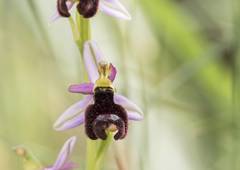 Ophrys bertolonii balearica