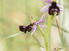 Ophrys bertolonii balearica
