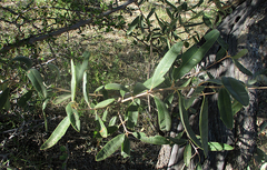 Ozoroa paniculosa