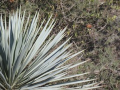 Yucca rigida