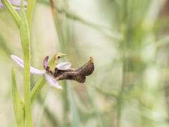 Ophrys bertolonii balearica