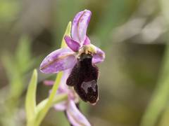 Ophrys bertolonii balearica