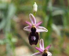 Ophrys bertolonii balearica