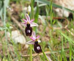 Ophrys bertolonii balearica