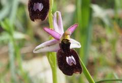 Ophrys bertolonii balearica