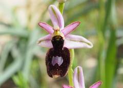 Ophrys bertolonii balearica