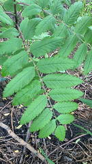 Sorbus aucuparia