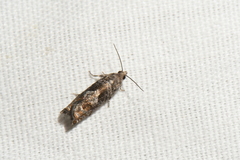 Epinotia solicitana