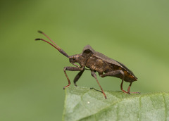 Coreus marginatus