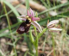 Ophrys bertolonii balearica