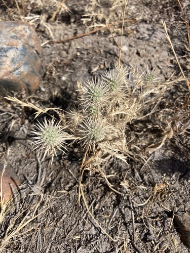 iNaturalist observation photo of Coyote-thistle