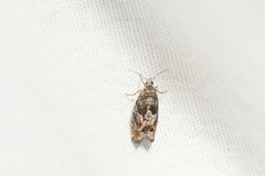 Epinotia solicitana