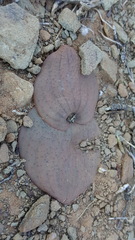 Massonia mimetica