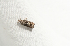 Epinotia solicitana