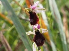 Ophrys bertolonii balearica