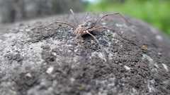 Phalangium opilio