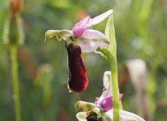 Ophrys bertolonii balearica