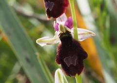Ophrys bertolonii balearica