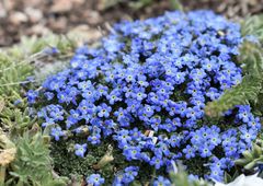 Eritrichium argenteum