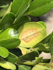 Calonectria pseudonaviculata