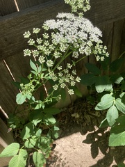 Aegopodium podagraria