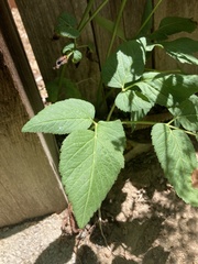 Aegopodium podagraria