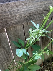 Aegopodium podagraria