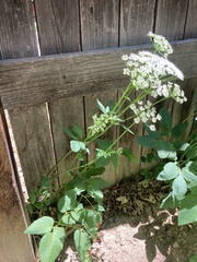 Aegopodium podagraria