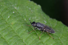 Odontomyia tigrina