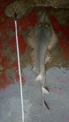 Glaucostegus younholeei