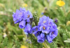 Polemonium viscosum