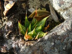 Haworthia mirabilis triebneriana