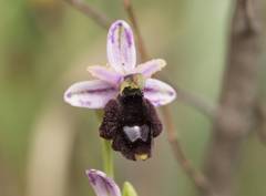Ophrys bertolonii balearica