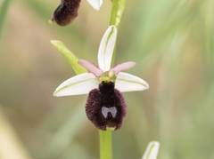 Ophrys bertolonii balearica