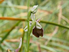 Ophrys bertolonii balearica