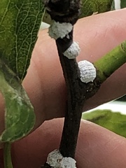 Phenacoccus dearnessi