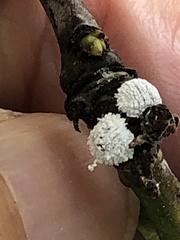 Phenacoccus dearnessi