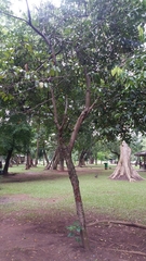 Cinnamomum verum