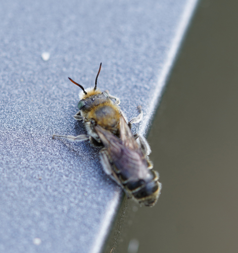 Representative image of Hoplitis adunca