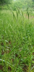 Bromus arvensis